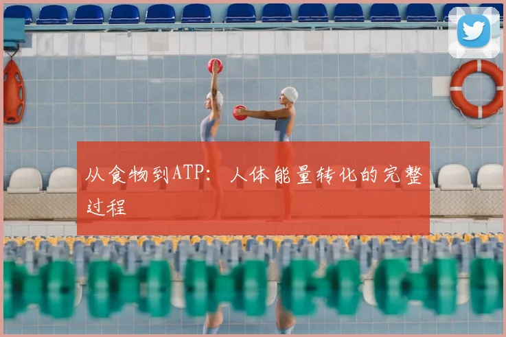 从食物到ATP：人体能量转化的完整过程